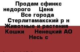 Продам сфинкс недорого  › Цена ­ 1 000 - Все города, Стерлитамакский р-н Животные и растения » Кошки   . Ненецкий АО,Несь с.